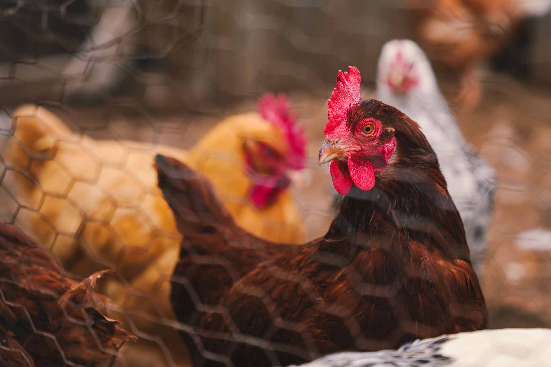 A red hen looks toward the camera through chicken wire, her flock soft in the background